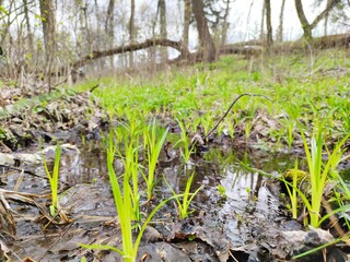 Vegetation in the park in spring by the stream