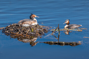 Hamburg, Germany. A great crested grebe (Podiceps cristatus) breeding on the lake Alster in the city center.
