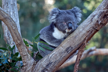 the koala is a grey and white marsupial with fluffy ears