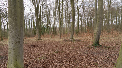 View through beech tree forest against blue sky for natural layer nature texture backdrop wallpaper showing tree truck, branches and twigs Silhouetted against bright sky.