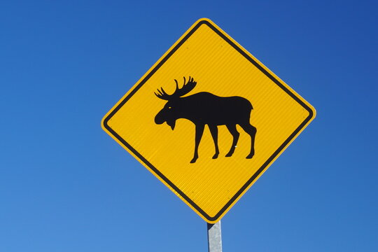 Moose crossing yellow diamond warning road sign
