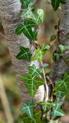 Obraz premium Ivy leaves wrapped around beech tree green leaves
