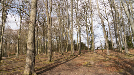 View through beech tree forest against blue sky for natural layer nature texture backdrop wallpaper showing tree truck, branches and twigs Silhouetted against bright sky.