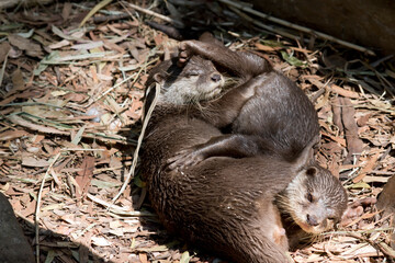 the two Asian small clawed otters are playing