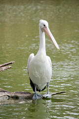 the pelican is balancing on a log