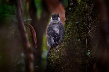 Bale vervet monkey, Chlorocebus djamdjamensis, with young baby in the forest. Harenna, Bale Mountains NP, in Ethiopia. Monkey animal from east Africa. Animal with young baby, mother care. Wildlife.