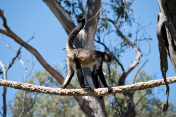 the spider monkey is walking along a rope