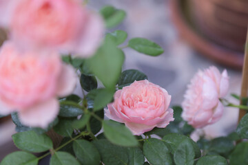 A beautiful rose , ST Ethelburga Rose,
A beautiful bouquet of roses in a vase 