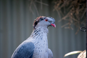 the topknot pigeon is a grey bird with brown on its head and an orange/red eye