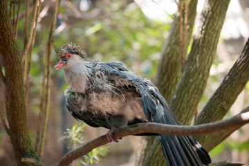 the topknot pigeon is a grey bird with brown on its head and an orange/red eye