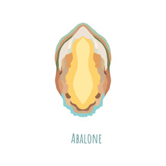 Single and symmetrical Abalone seashell in section