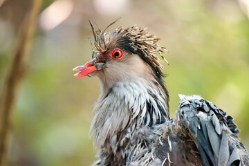 the topknot pigeon is a grey bird with brown on its head and an orange/red eye