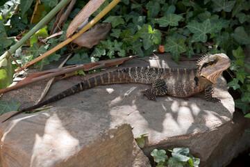 the water dragon lizard is standing on a rock