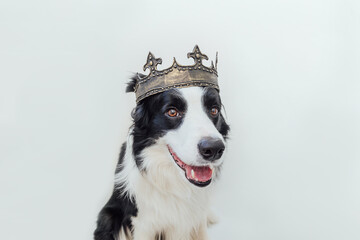 Cute puppy dog with funny face border collie wearing king crown isolated on white background. Funny dog portrait in royal costume in carnival or halloween. Dog lord wizard or prince, dog power theme.