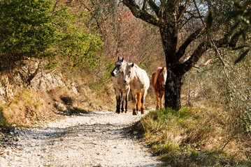 Free horses walking on mountain path