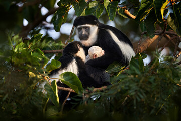 Black-and-white colobus monkey from Harenna Forest, Bale Mountains NP, in Ethiopia. Monkey animal from east Africa. Animal with young baby, mother care. Wildlife nature from Ethiopia. Mantled guereza