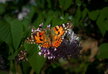 insect butterfly on a flower, summer colorful background.