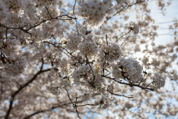 sakura tree blossom, white flowers and blue sky