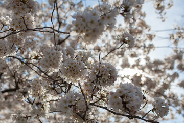 cherry white blossom in spring, blue sky