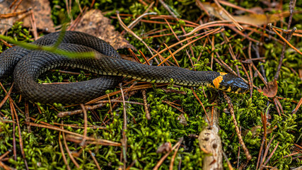 snake on moss