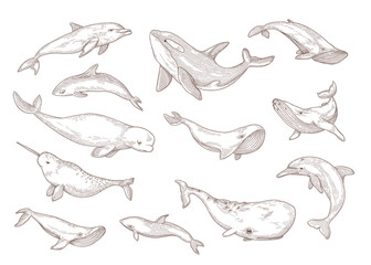 Species of whales isolated hand drawn vector illustration set. Engraved vintage narwhal, humpback, beluga and blue whale vintage sketch. Sea animals and ocean wildlife concept © SurfupVector