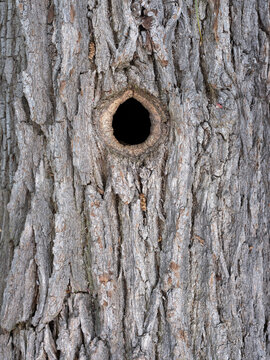 Une loge de pic dans un tronc de ch&ecirc;ne en for&ecirc;t
