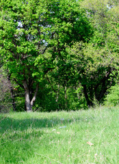 Green meadow in the forest with dandelions and trees in the background. Spring photo