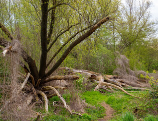 fallen dead trees in the forest