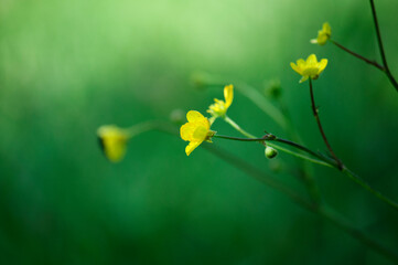 Gentle, little yellow flower on a green background.