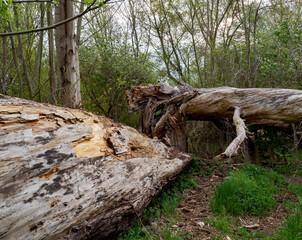 fallen dead trees in the forest