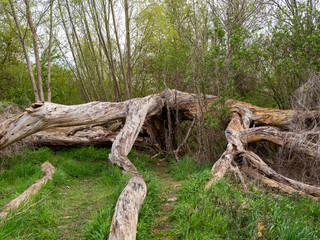 fallen dead trees in the forest