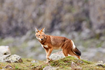 Foto op Aluminium The Ethiopian wolf (Canis simensis), an endangered canid that lives on the Ethiopian Highlands. © lucaar