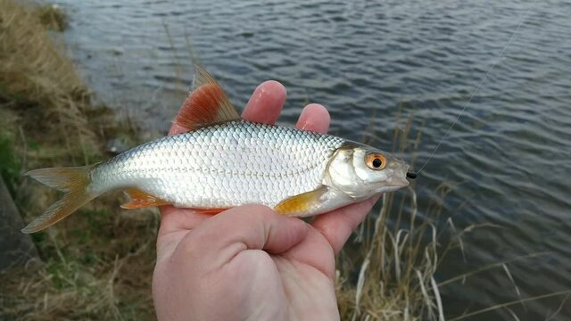 Spring roach fishing on the pond, catch.