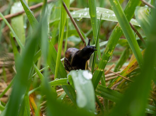 black slug on the grass, close-up