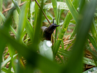 black slug on the grass, close-up