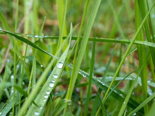 dew drops on green grass