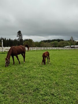 Yegua y potro pacen en una finca al nordeste de Galicia