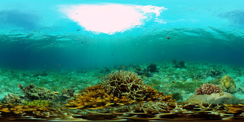 Fototapeta na wymiar Tropical coral reef seascape with fishes, hard and soft corals. 360 panorama VR