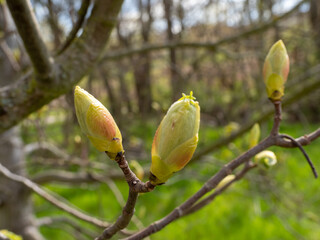 blossoming tree foliage, tree buds