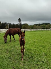 Pequeño potro en primer plano en una finca de Galicia
