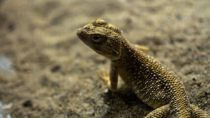 Lizard on sand.