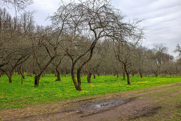 A path through the apple orchard. Early spring. Green grass and trees without leaves.