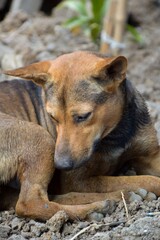 close up cute dog in nature garden