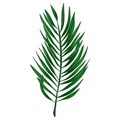 Tropical leaf, monstera, palm, hand-drawn elements isolated on white background