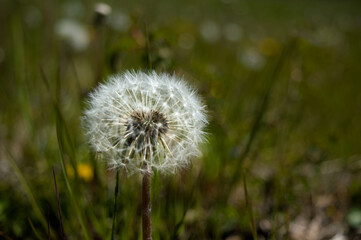 White Dandelion entire isolated closeup  Lutry area Vaud Swiss