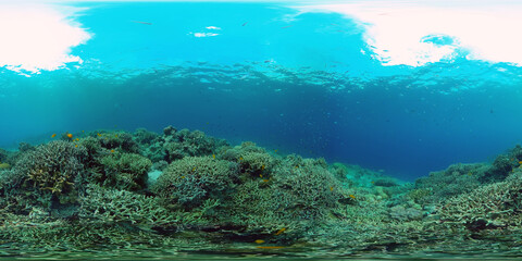 Fototapeta na wymiar The Underwater World of the with Colored Fish and a Coral Reef. Tropical reef marine. Philippines. Virtual Reality 360.