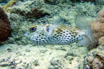 Yellowspotted burrfish (cyclichthys spilostylus) taken in the Red Sea. 