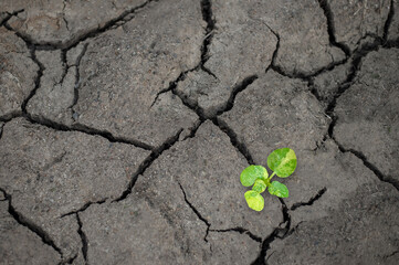 Young plants are rebirth and can grow on dry, cracked soil. Shows that there is hope in life and can always start over.