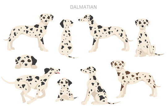 Dalmatian dogs clipart. Different poses, coat colors set