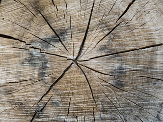 Une matière de bois de chêne coupé en forêt